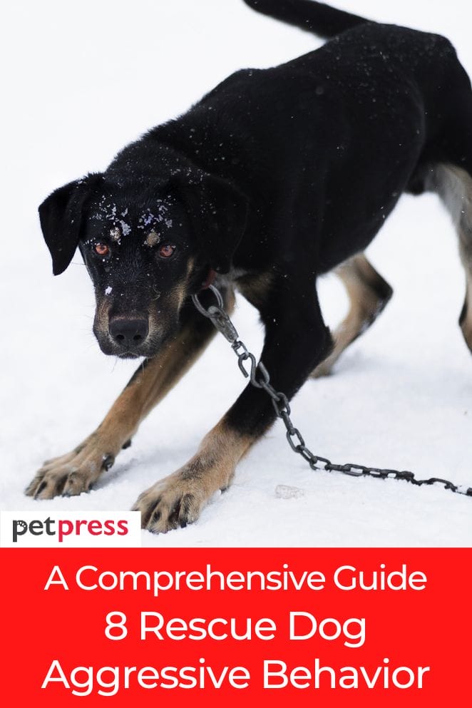 A Comprehensive Guide 8 Rescue Dog Aggressive Behavior