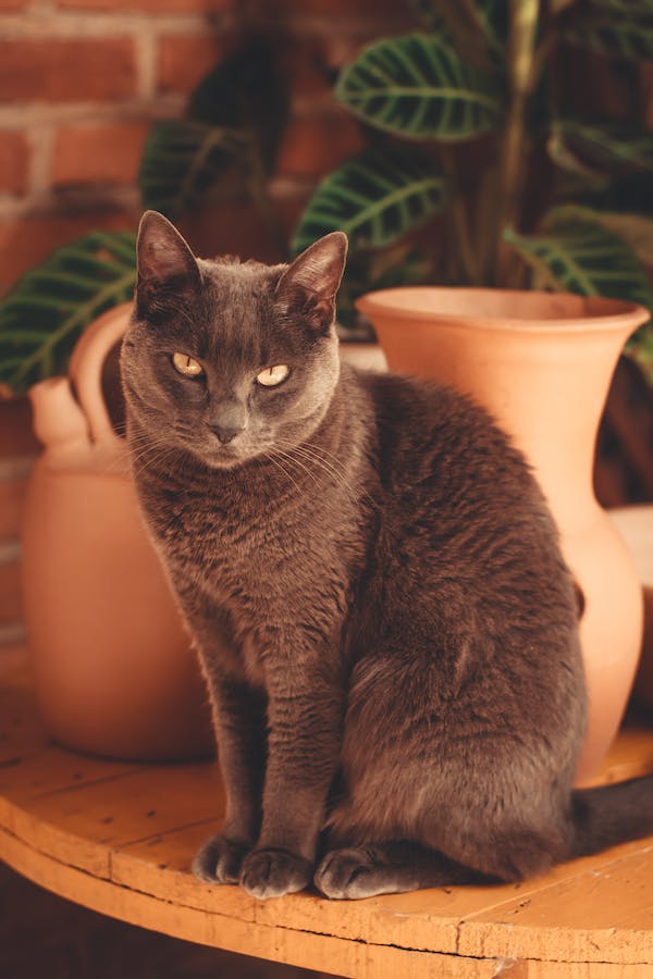 russian-blue-cat-behavior