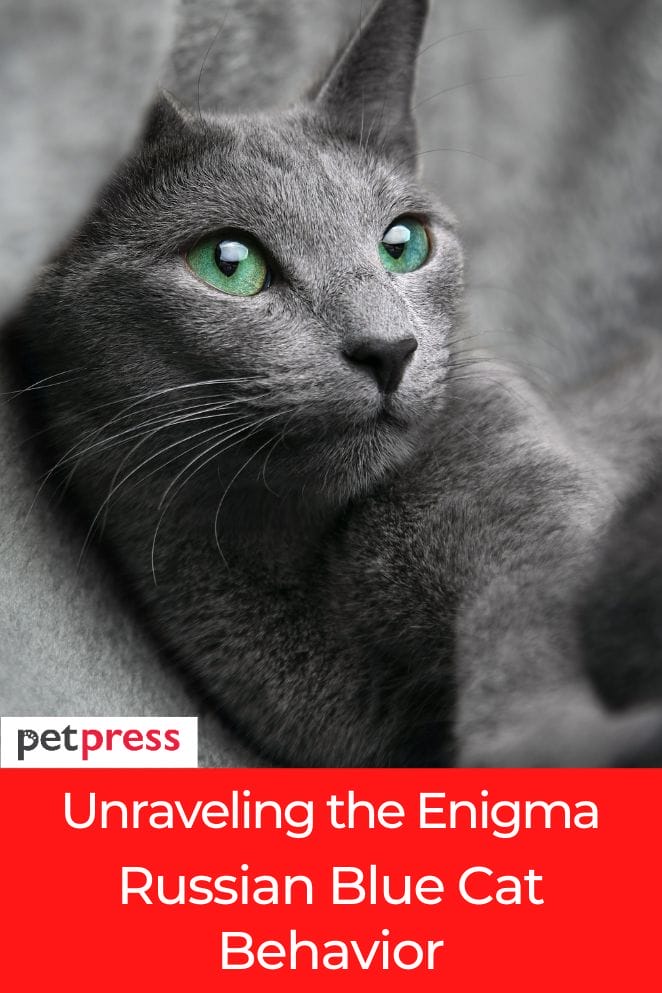 russian blue cat behavior