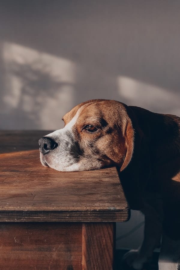 senior-dog-saparation-anxiety