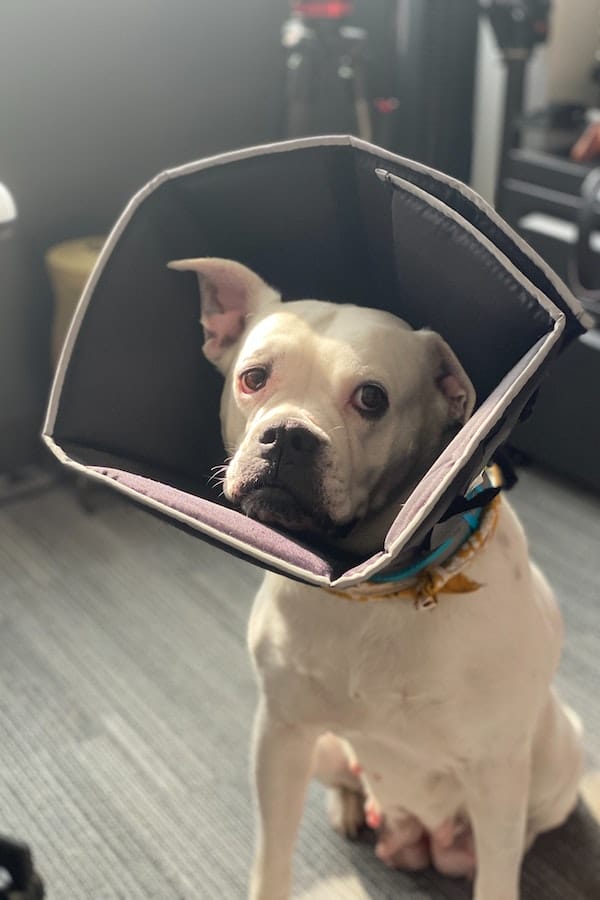 senior-dog-saparation-anxiety