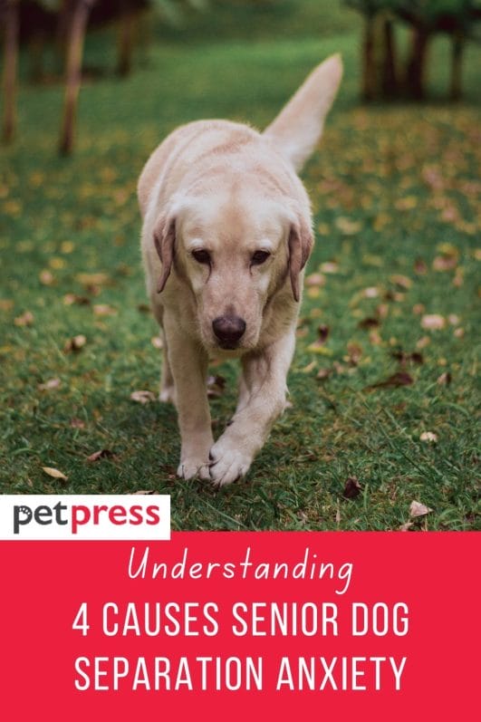 understanding-4-causes-senior-dog-separation-anxiety