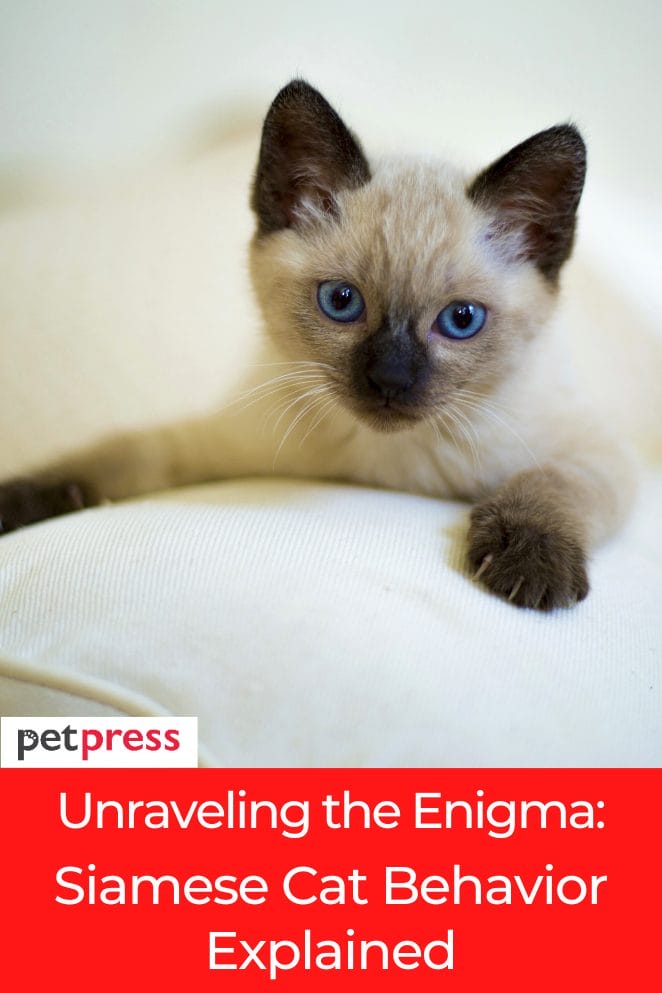 Unraveling the Enigma: Siamese Cat Behavior Explained