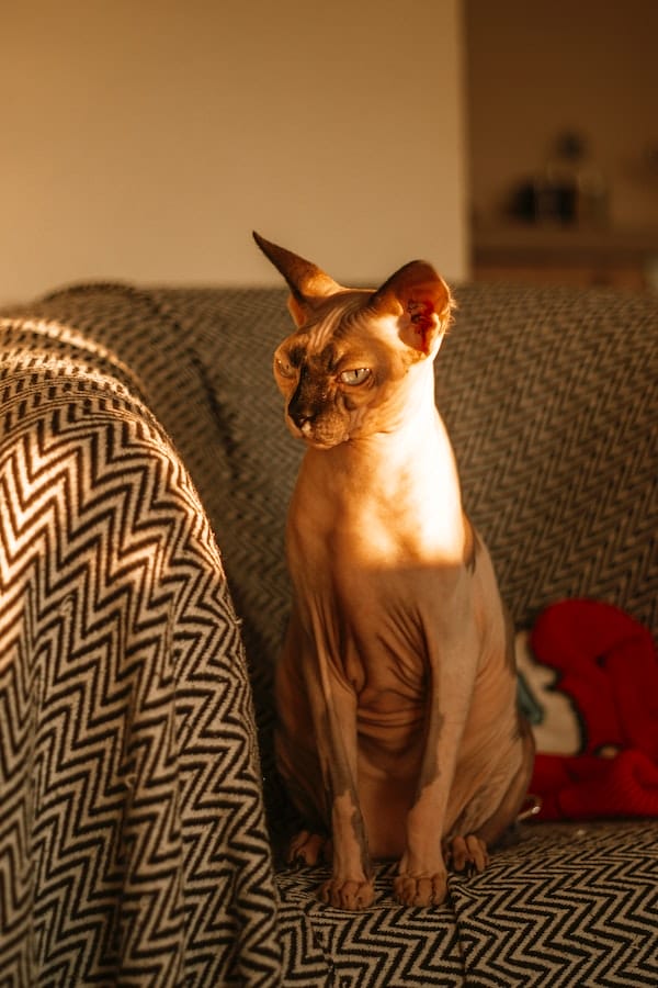 sphynx-cat-behavior