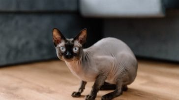 sphynx-cat-behavior