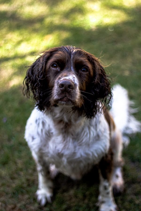 springer-spaniel-behavior