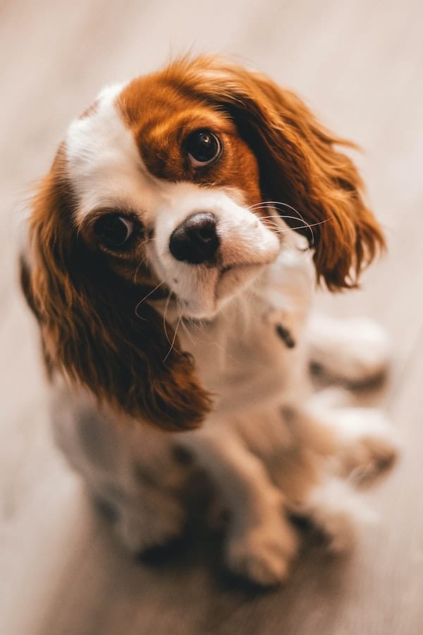 springer-spaniel-behavior