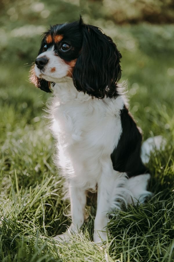 springer-spaniel-behavior