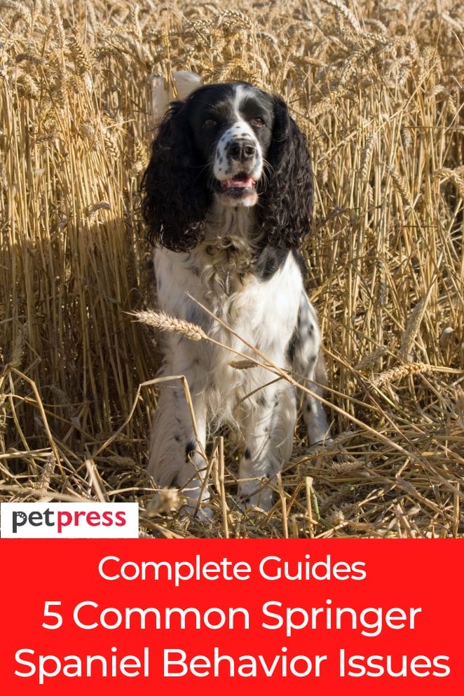 springer spaniel behavior issues