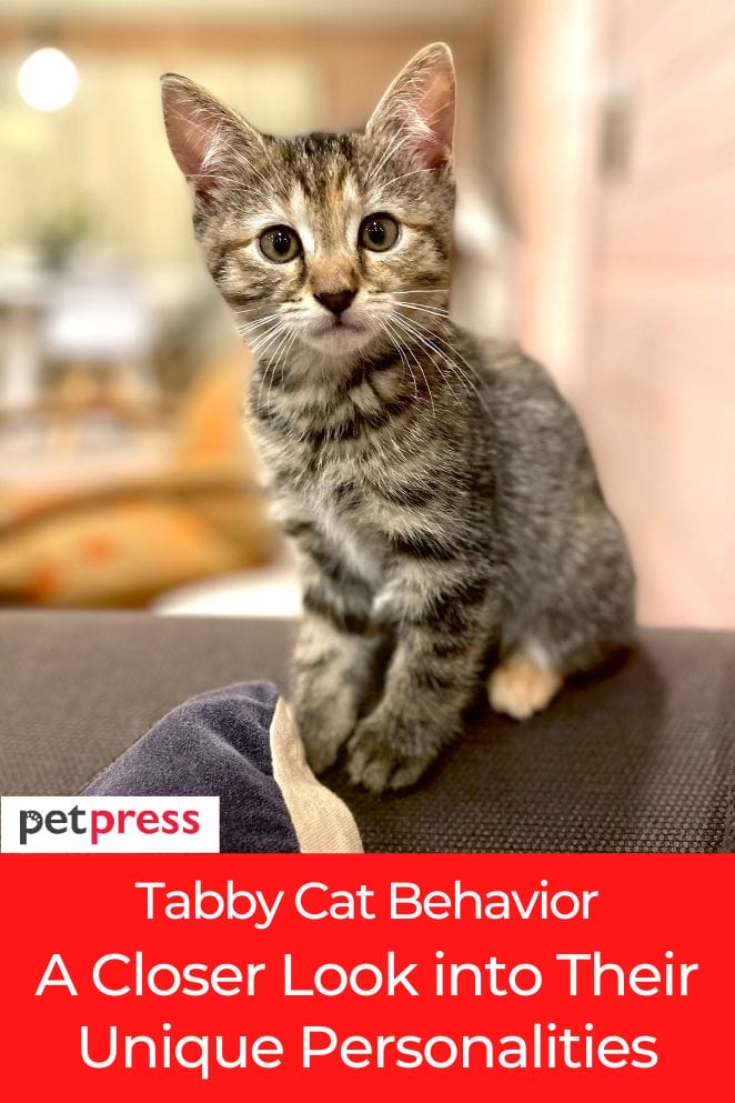 Tabby Cat Behavior A Closer Look into Their Unique Personalities