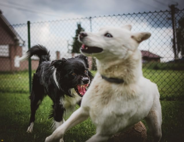 angry-dogs-attack