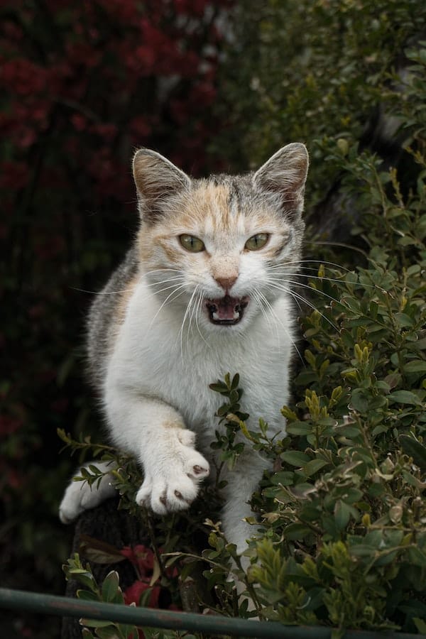 territorial-cat-behavior