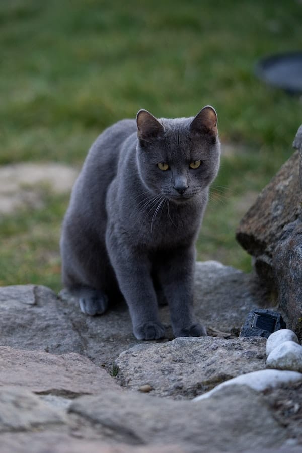 territorial-cat-behavior