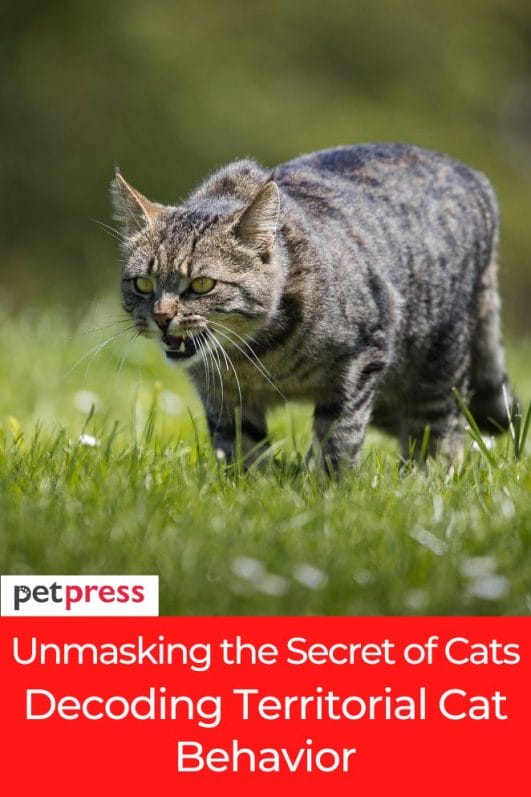Unmasking the Secret of Cats Decoding Territorial Cat Behavior
