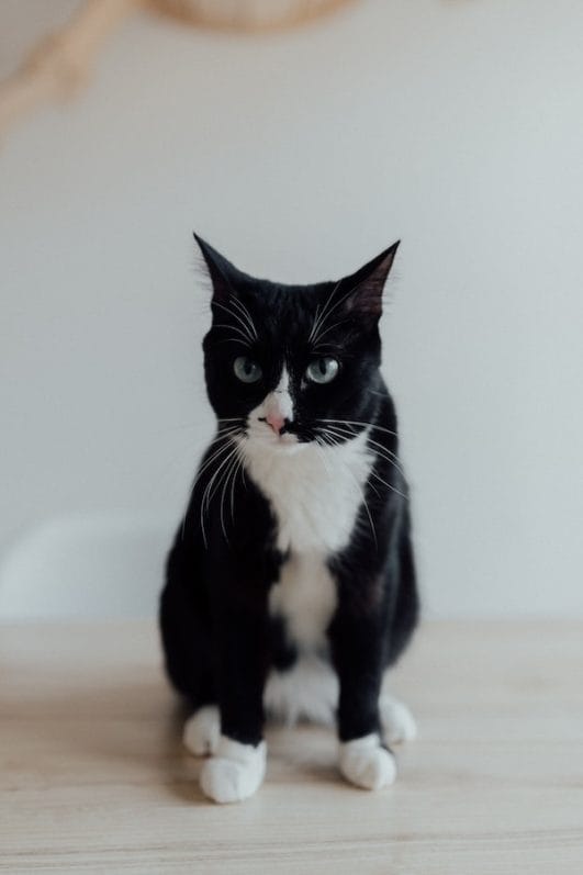 Tuxedo Cat Behavior Understanding And Managing Their Quirks Tuxedo Cat Behavior Understanding And Managing Their Quirks
