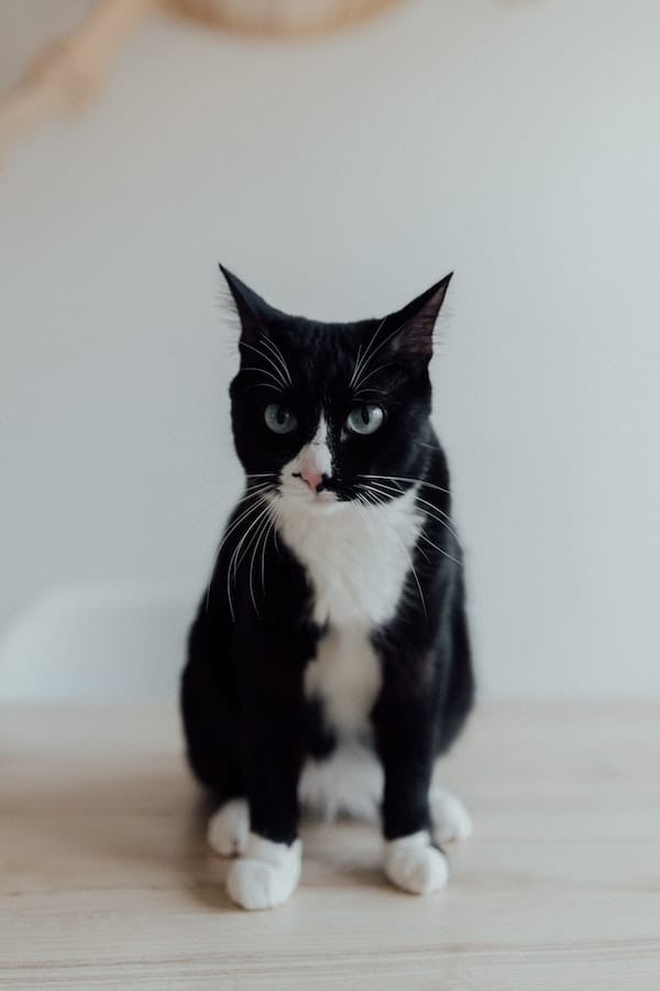 tuxedo-cat-behavior