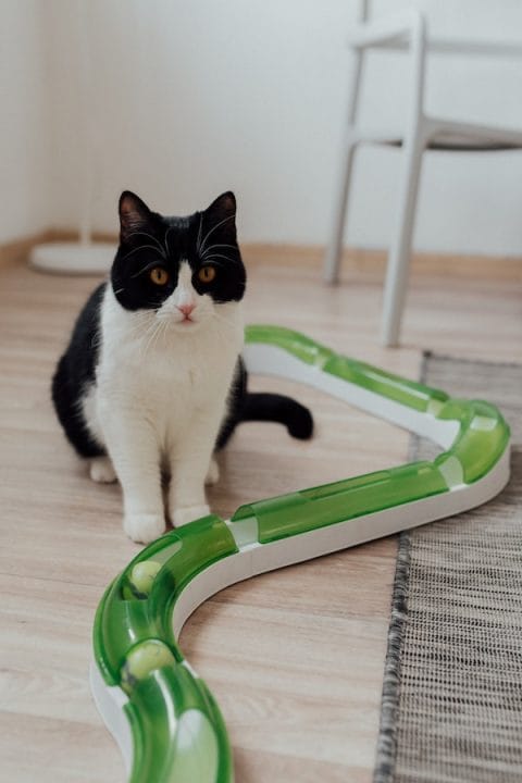 Tuxedo Cat Behavior Understanding And Managing Their Quirks Tuxedo Cat Behavior Understanding And Managing Their Quirks