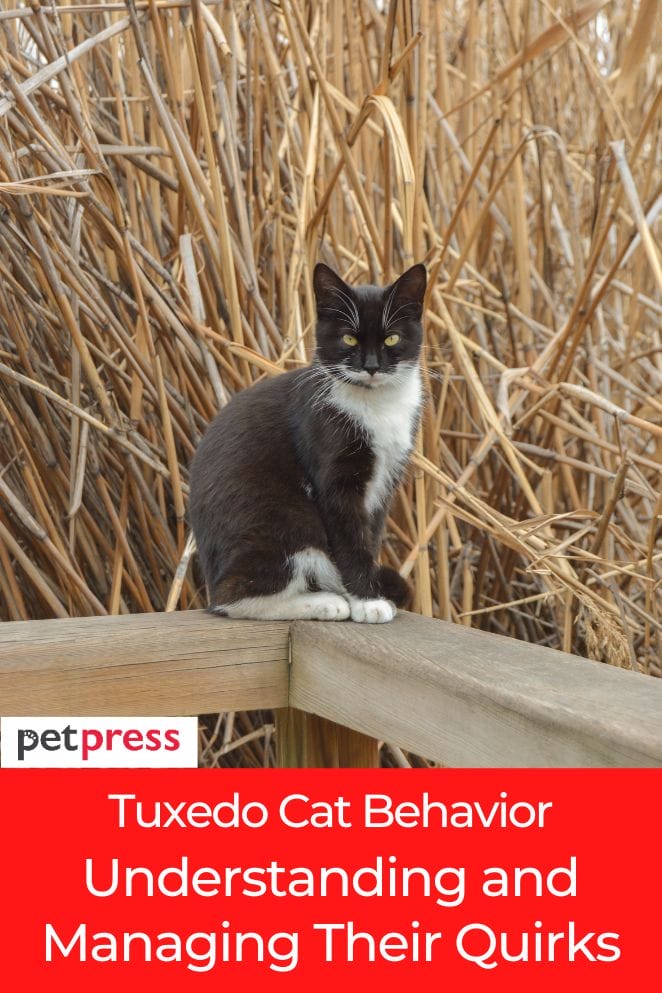 tuxedo cat behavior