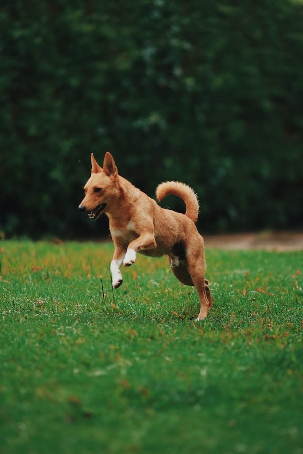 A Comprehensive Guide 6 Unneutered Male Dog Behavior