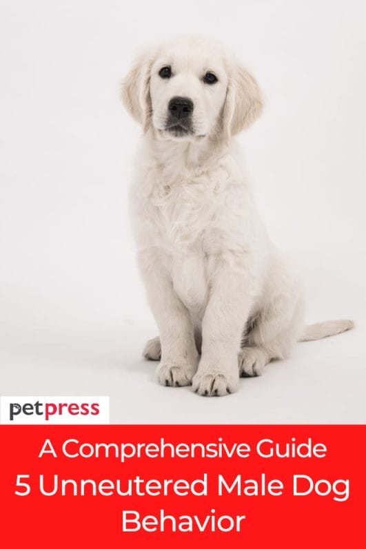 A Comprehensive Guide 6 Unneutered Male Dog Behavior
