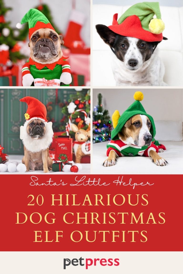 Santa’s Little Helper 20 Hilarious Dog Christmas Elf Outfits