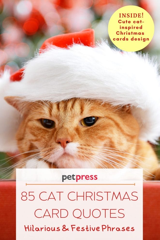 cat christmas card quotes