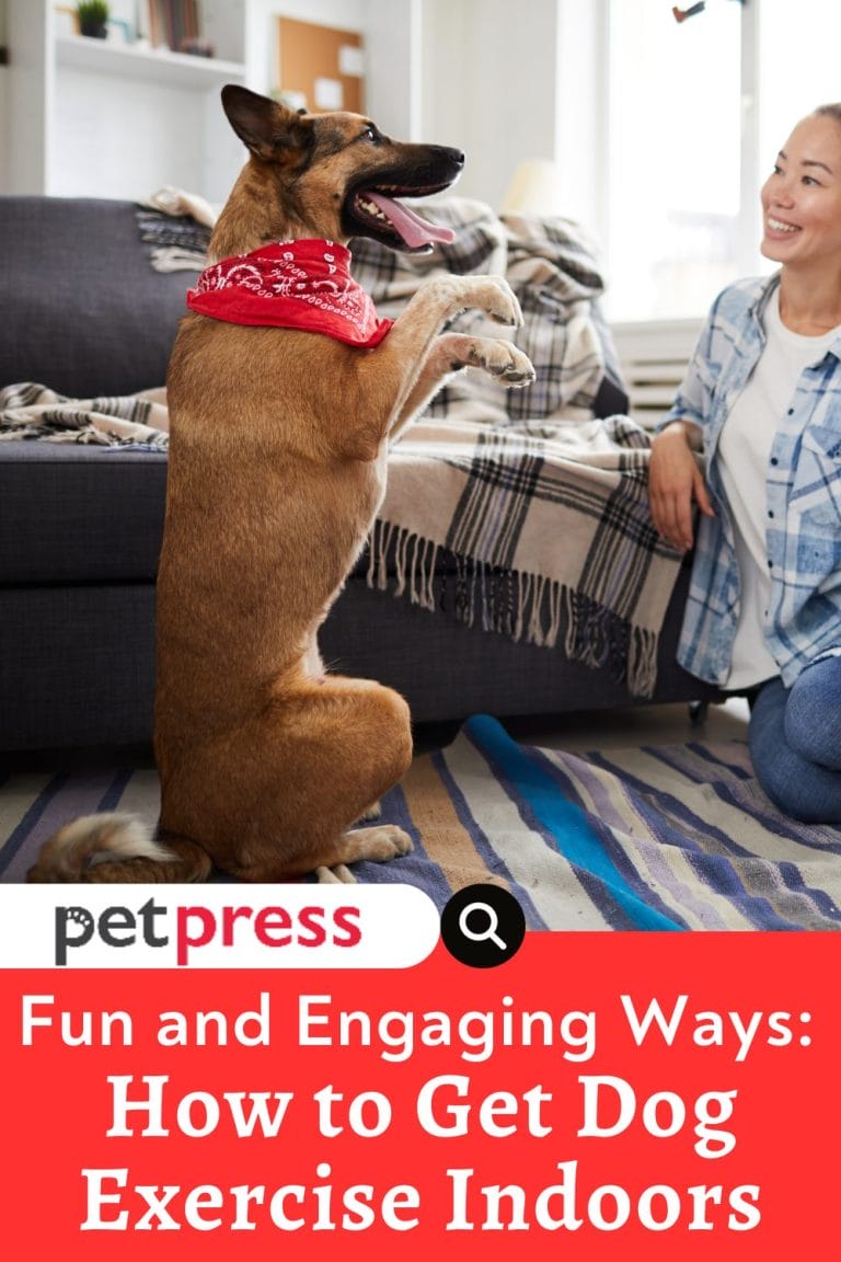 How to Get Dog Exercise Indoors Fun and Engaging Ways