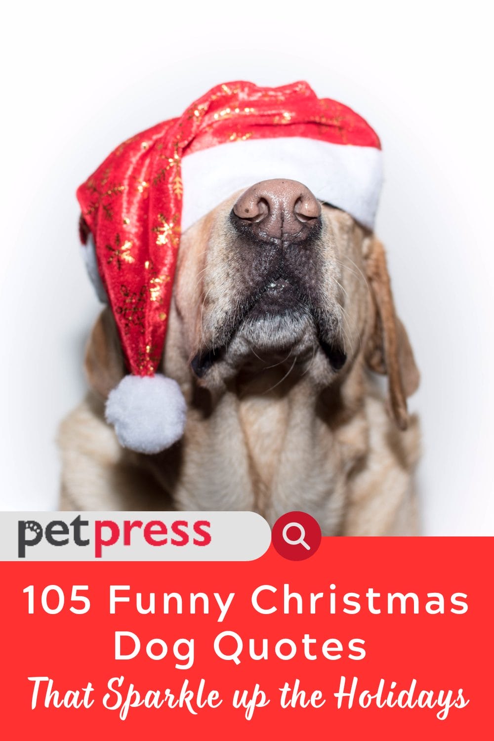 105 Funny Christmas Dog Quotes That Sparkle up the Holidays