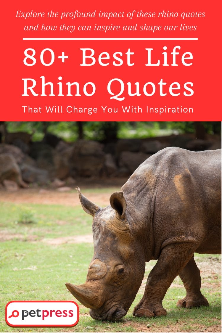 80+ Best Life Rhino Quotes That Will Charge You With Inspiration - PetPress