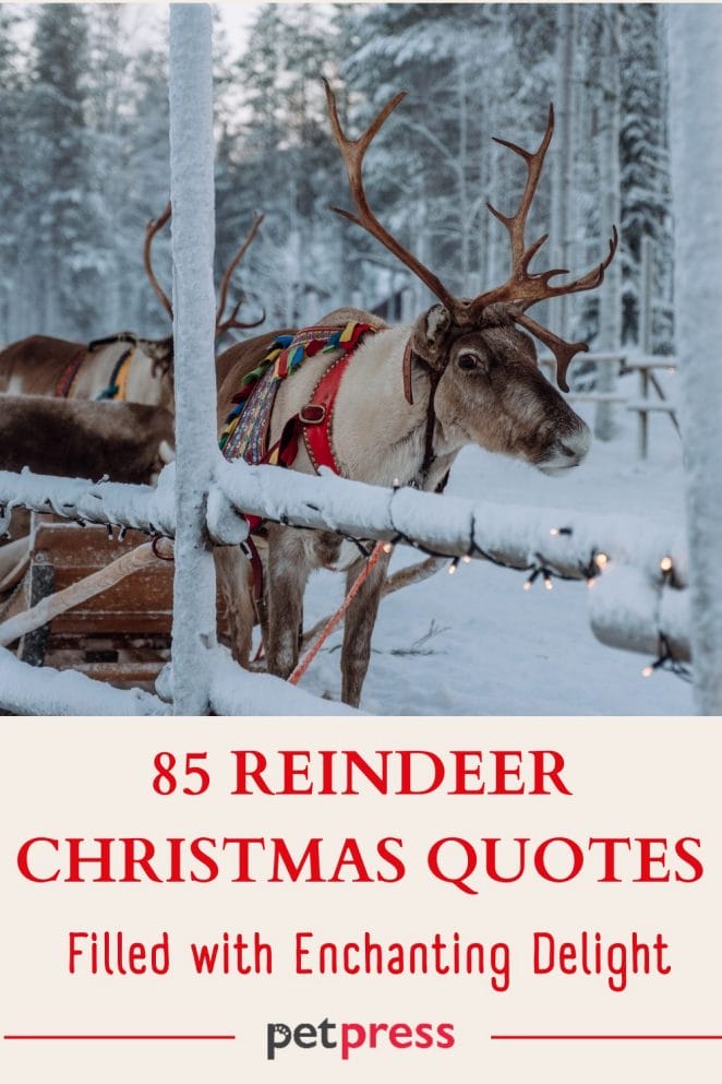 Reindeer Christmas Quotes
