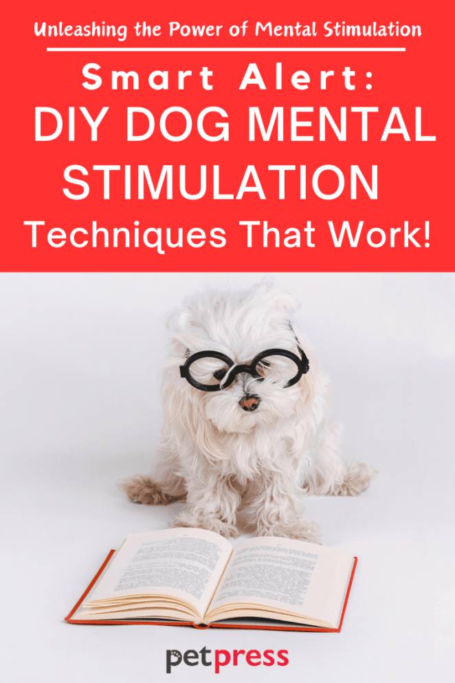 diy dog mental stimulation