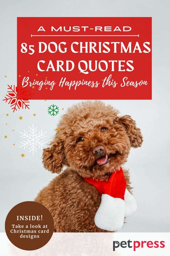 85 Dog Christmas Card Quotes