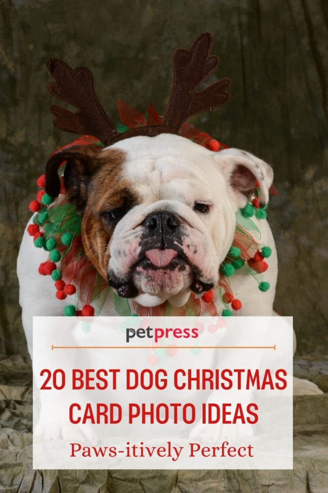 1 dog christmas photo ideas