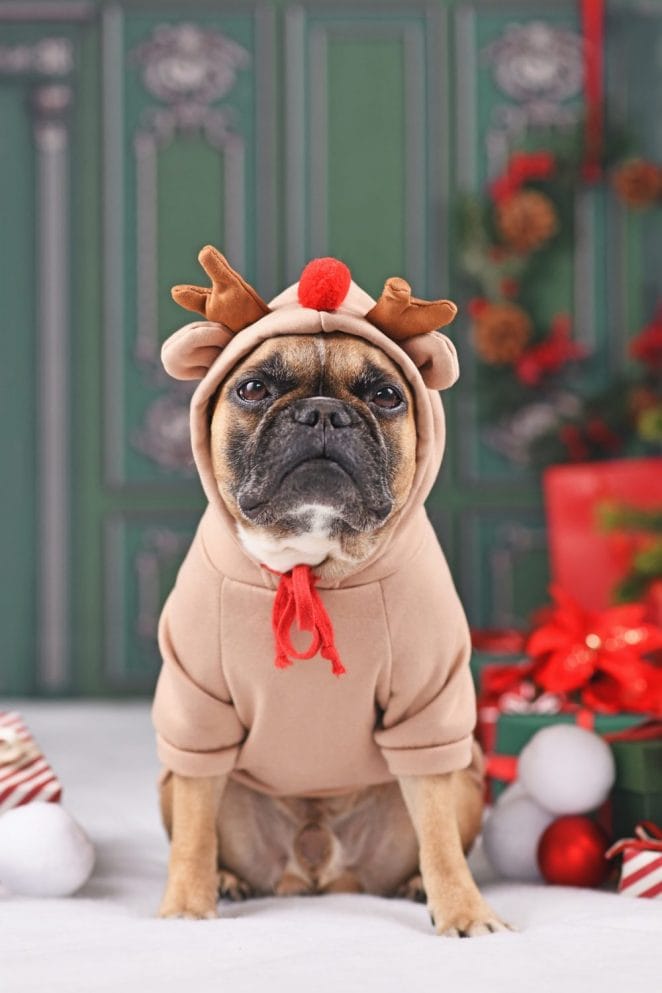 dog christmas photo ideas