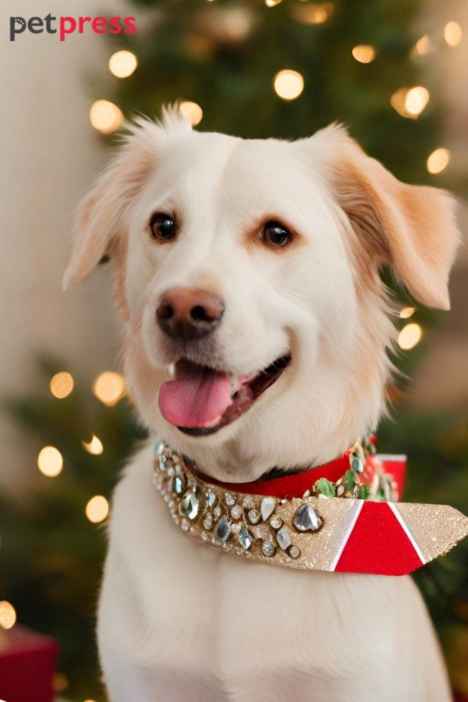 Dog Christmas ribbons