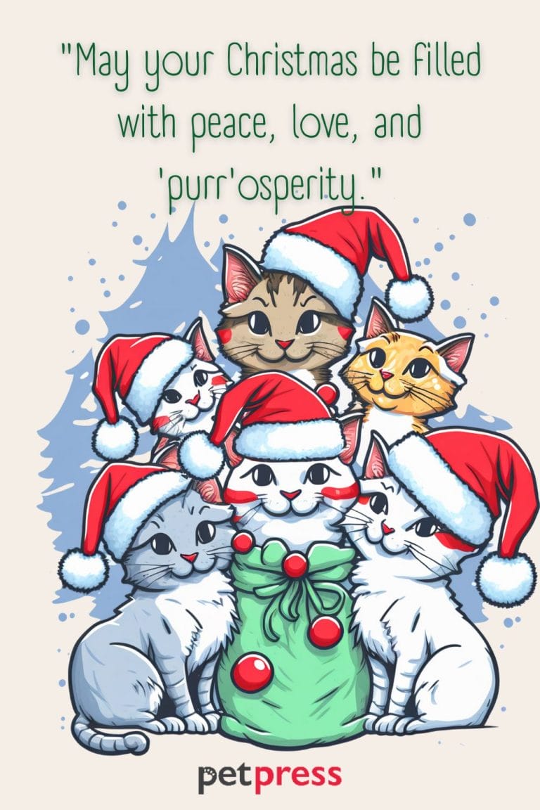 85 Hilarious & Festive Phrases for Cat Christmas Card Quotes