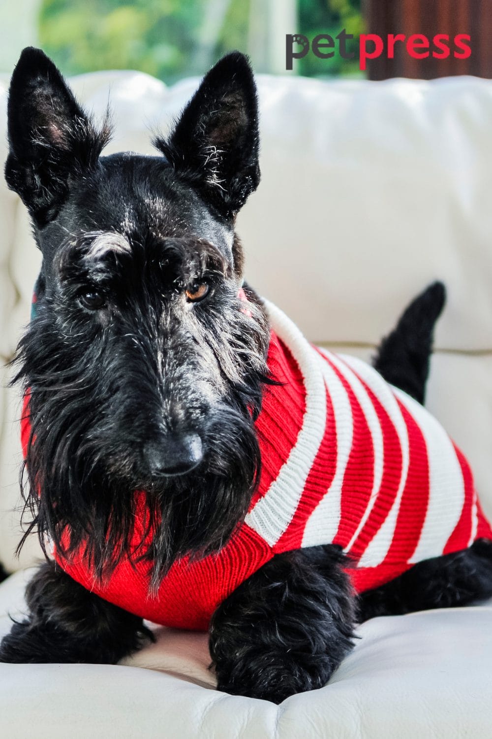Dog Christmas Jumper The Best Guide for Dog Festive Fashion