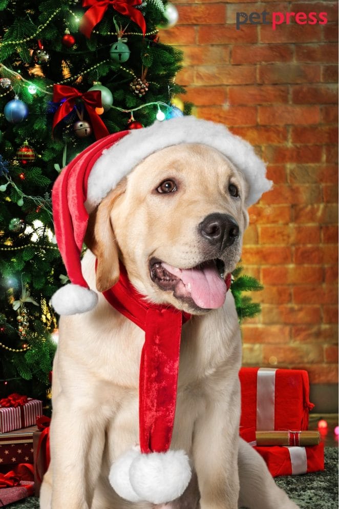 Dog Christmas ribbons