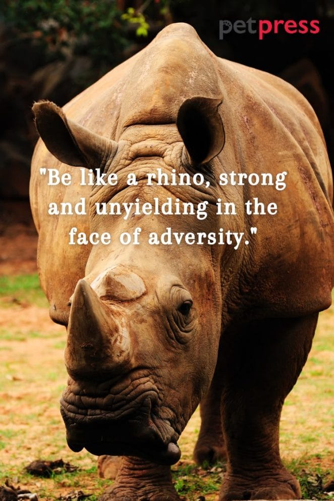 Life Rhino Quotes