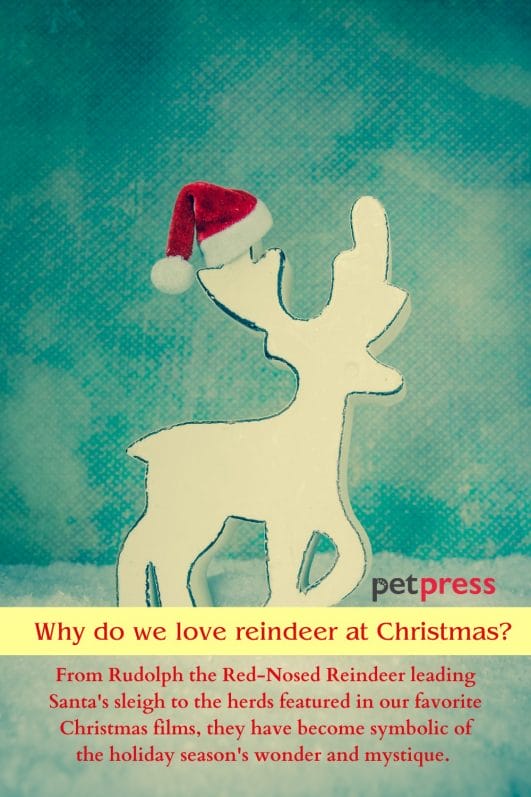 Reindeer Christmas Sayings 