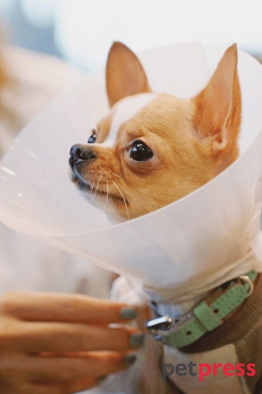 DIY Dog Cone Make Their Recovery Sweeter And Fashionable PetPress   2 Diy Dog Cone 531x797 