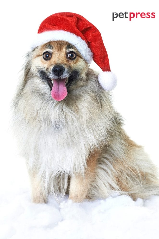 2 dog christmas photo ideas