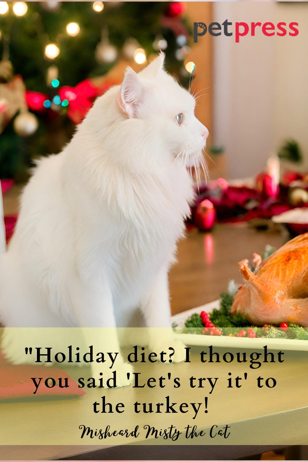 85 Funny Christmas Cat Quotes to Crack You Up This Holiday