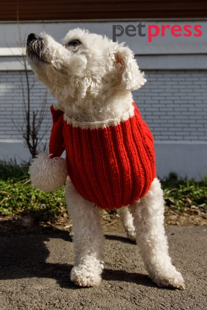 Best Dog Christmas Outfit Ideas: Making Your Pooch More Festive