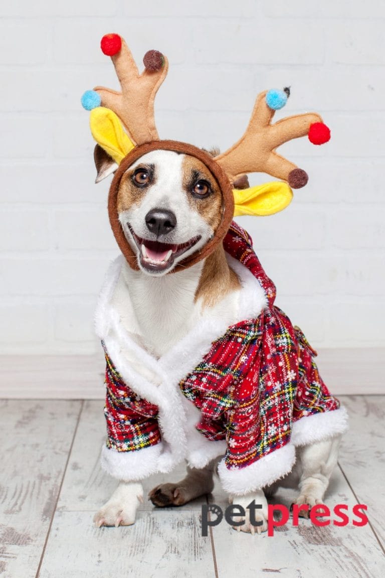 Dog Christmas Jumper The Best Guide for Dog Festive Fashion