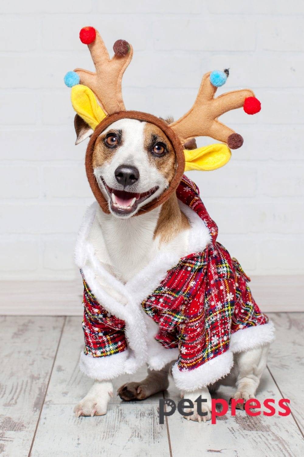Dog Christmas Jumper The Best Guide for Dog Festive Fashion