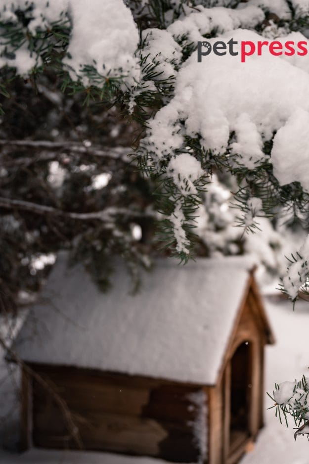 Beat the Frost BudgetFriendly DIY Dog House for Winter PetPress