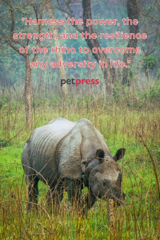 80+ Best Life Rhino Quotes That Will Charge You With Inspiration - PetPress