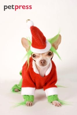 20 Dog Christmas Costumes to Make You Howl with Laughter!
