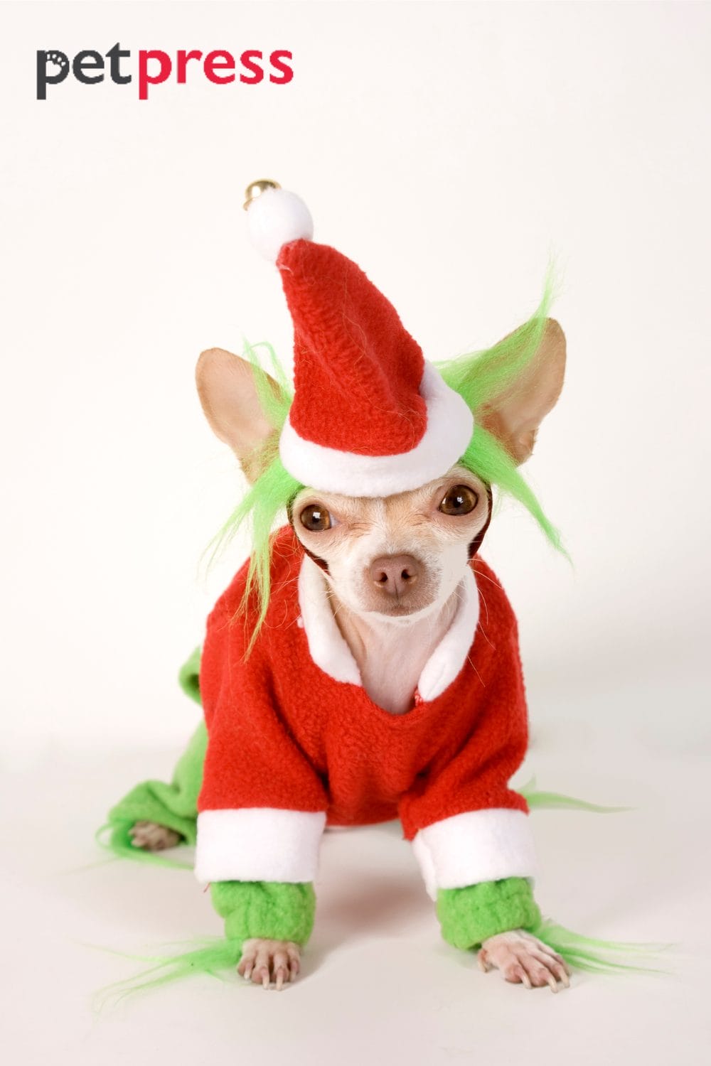 Large dog costumes for christmas